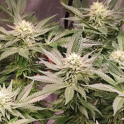 Mack&Crack growlog timeline photo