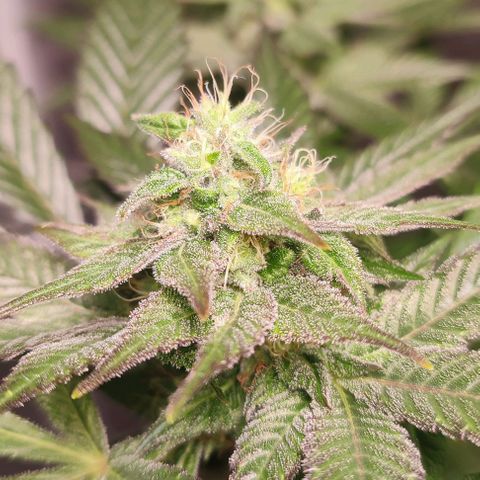 Mack&Crack growlog timeline photo