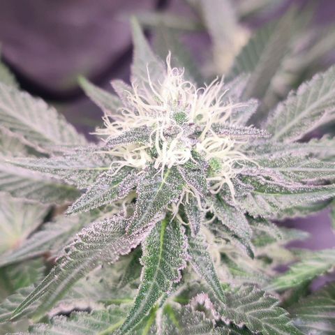 Mack&Crack growlog timeline photo