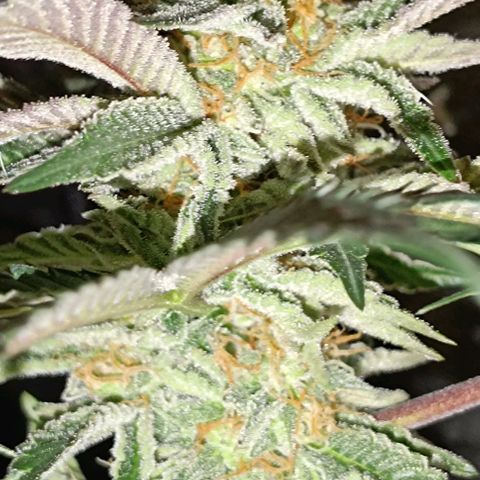 Mack&Crack growlog timeline photo