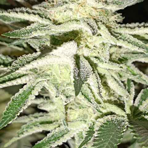 Mack&Crack growlog timeline photo