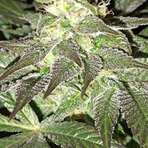 Mack&Crack growlog timeline photo