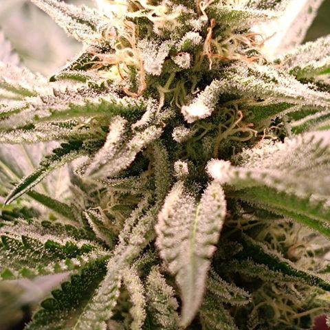 Mack&Crack growlog timeline photo