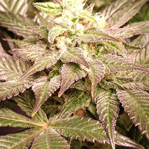 Mack&Crack growlog timeline photo