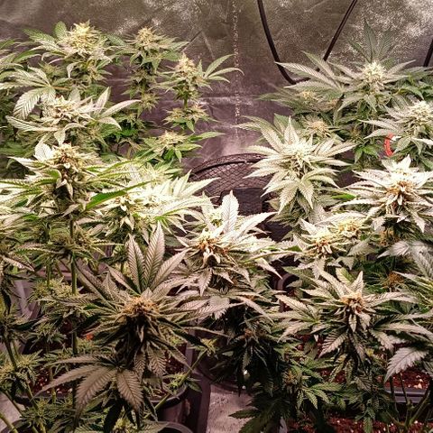 Mack&Crack growlog timeline photo