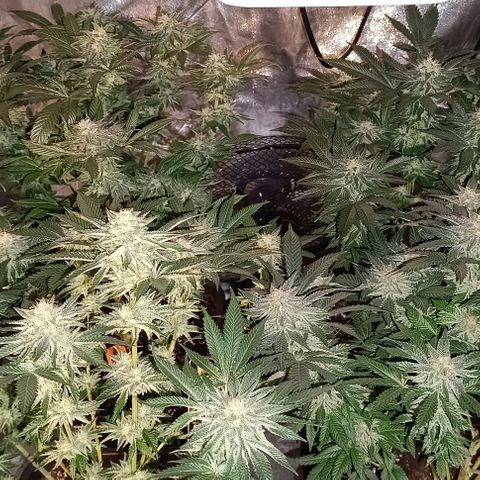 Mack&Crack growlog timeline photo