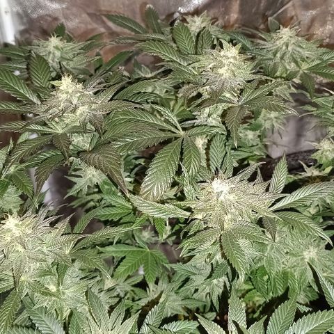 Mack&Crack growlog timeline photo