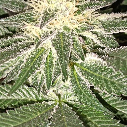 Mack&Crack growlog timeline photo