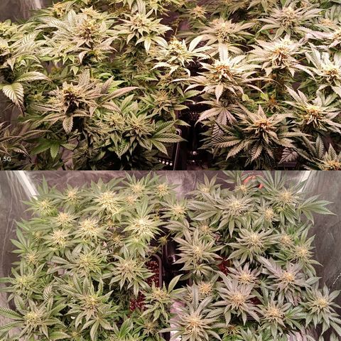 Mack&Crack growlog timeline photo