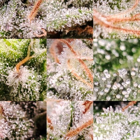 Mack&Crack growlog timeline photo