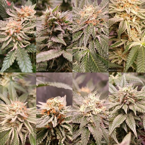 Mack&Crack growlog timeline photo