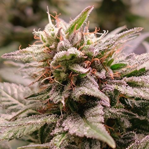 Mack&Crack growlog timeline photo
