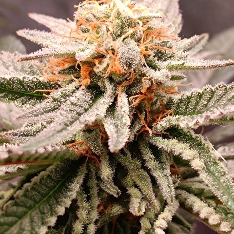 Mack&Crack growlog timeline photo