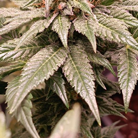 Mack&Crack growlog timeline photo