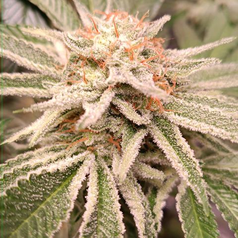 Mack&Crack growlog timeline photo