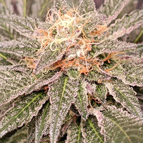 Mack&Crack growlog timeline photo
