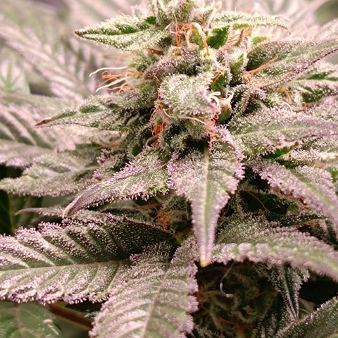 Mack&Crack growlog timeline photo