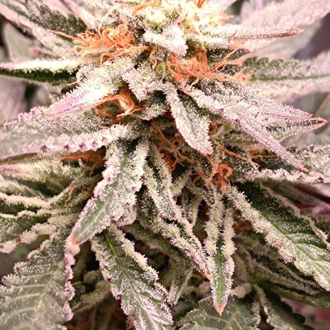 Mack&Crack growlog timeline photo