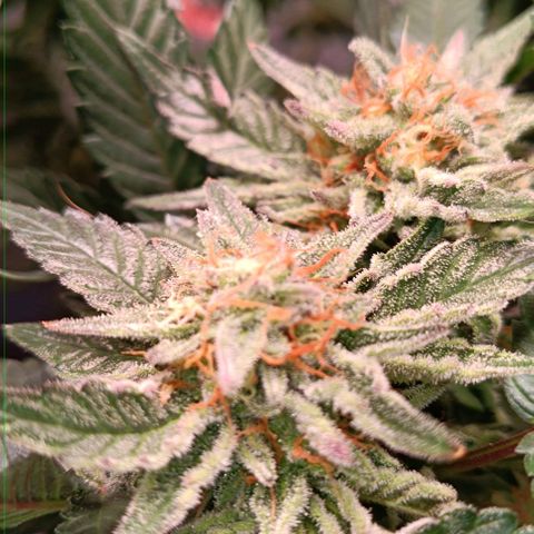 Mack&Crack growlog timeline photo