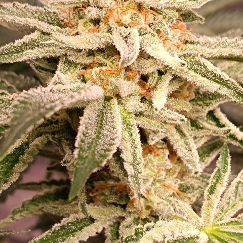 Mack&Crack growlog timeline photo