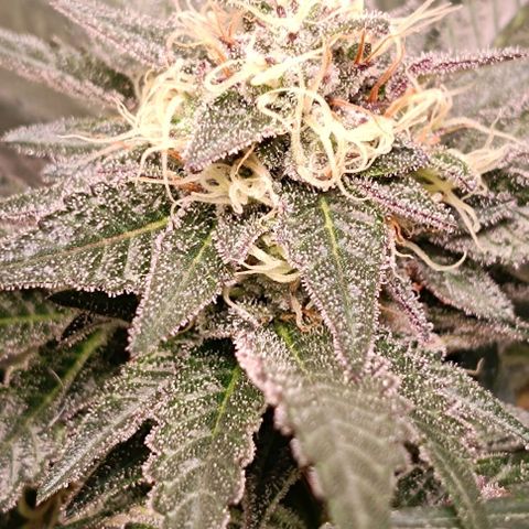 Mack&Crack growlog timeline photo