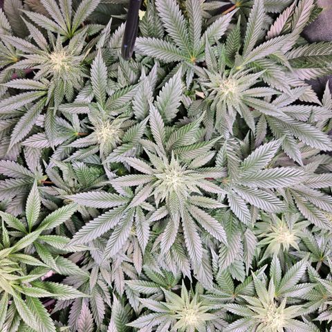 Mack&Crack growlog timeline photo