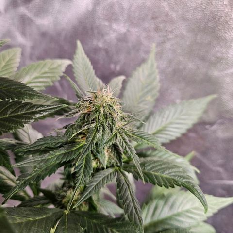 Mack&Crack growlog timeline photo