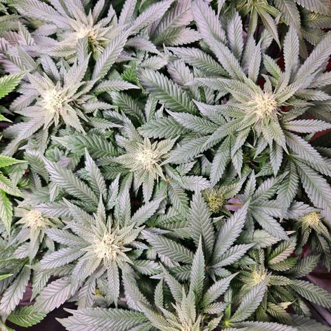 Mack&Crack growlog timeline photo