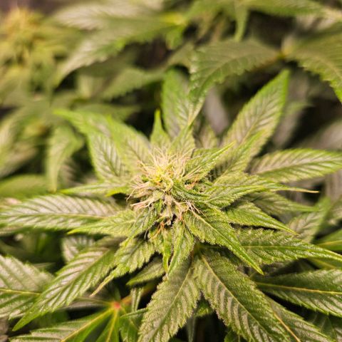 Mack&Crack growlog timeline photo