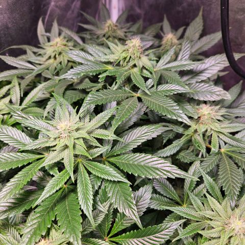 Mack&Crack growlog timeline photo