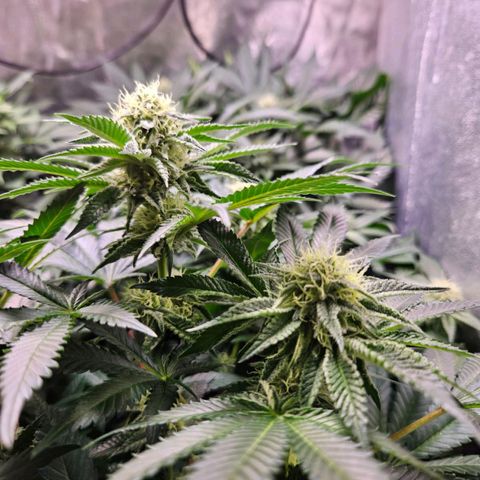 Mack&Crack growlog timeline photo