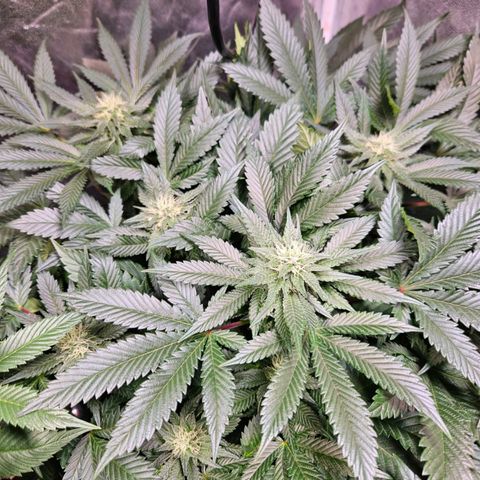 Mack&Crack growlog timeline photo