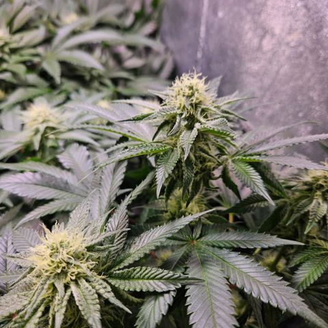Mack&Crack growlog timeline photo