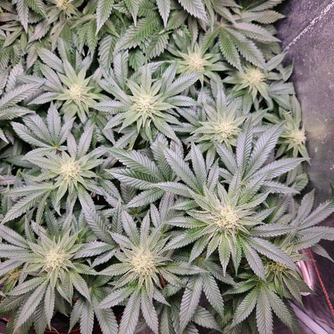 Mack&Crack growlog timeline photo