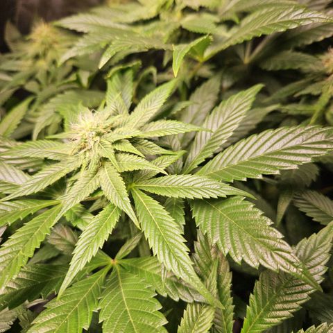 Mack&Crack growlog timeline photo