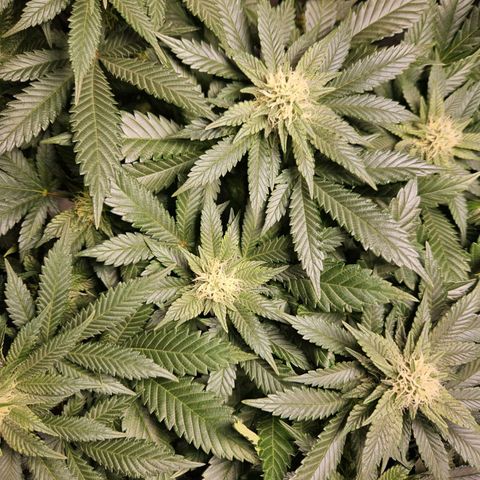 Mack&Crack growlog timeline photo