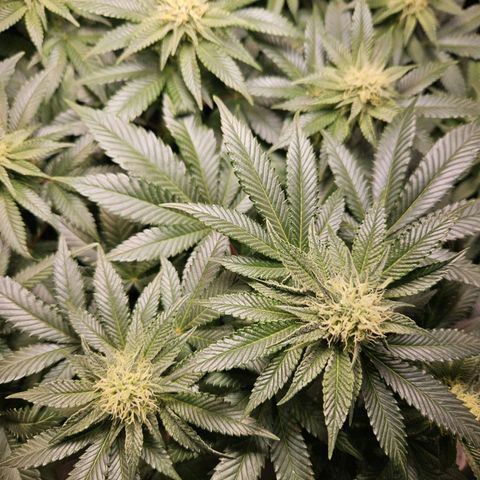 Mack&Crack growlog timeline photo