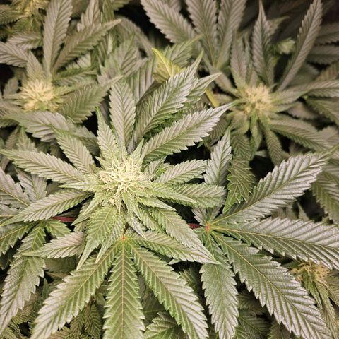 Mack&Crack growlog timeline photo