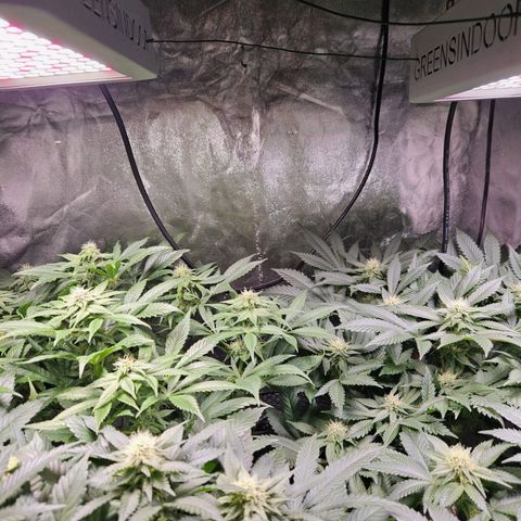 Mack&Crack growlog timeline photo
