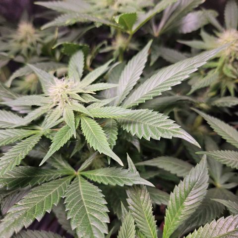 Mack&Crack growlog timeline photo