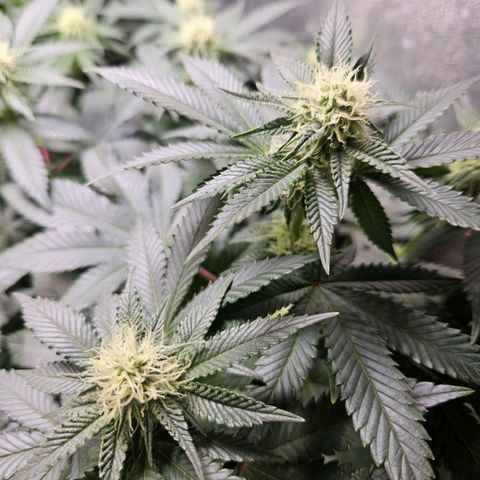 Mack&Crack growlog timeline photo