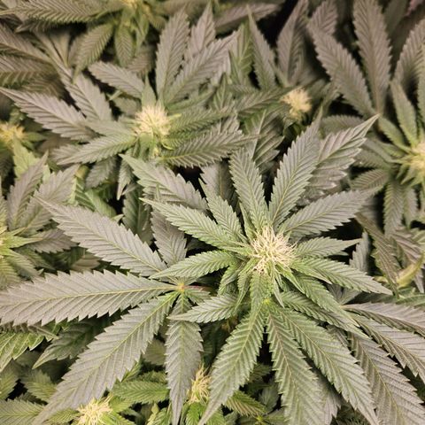 Mack&Crack growlog timeline photo