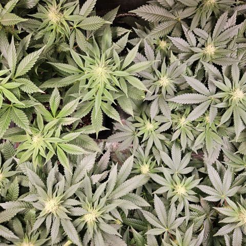 Mack&Crack growlog timeline photo