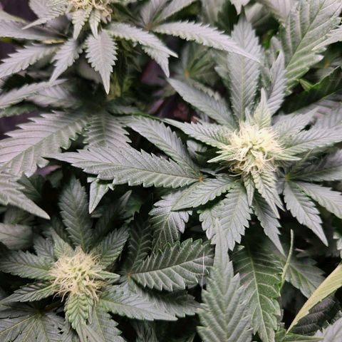 Mack&Crack growlog timeline photo