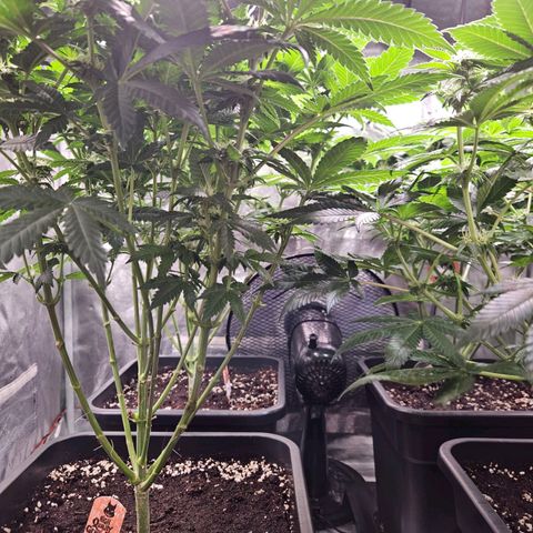 Mack&Crack growlog timeline photo