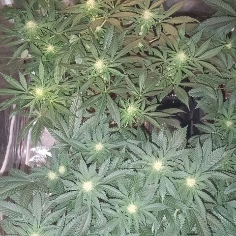 Mack&Crack growlog timeline photo