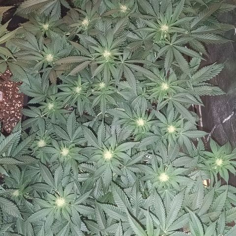 Mack&Crack growlog timeline photo