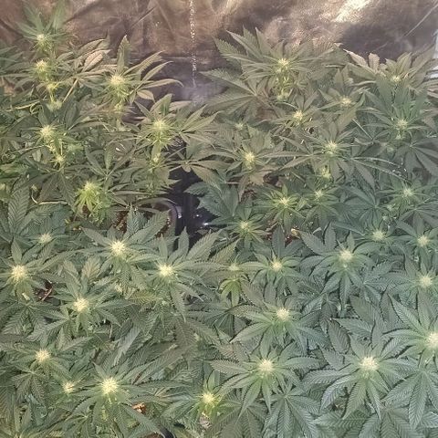 Mack&Crack growlog timeline photo