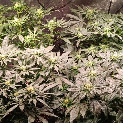 Mack&Crack growlog timeline photo