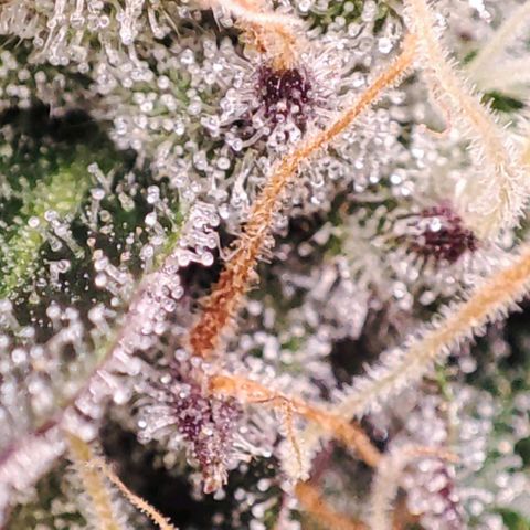 Mack&Crack growlog timeline photo